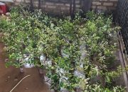 Unjuk Rasa Jilid II, Aliansi Rakyat Menggugat Akan Tanam 111 Bibit Pohon Pengusir Jin di Kantor Bupati Sumenep