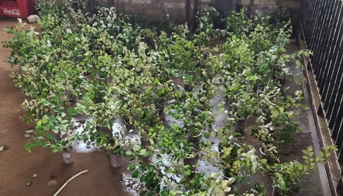 Unjuk Rasa Jilid II, Aliansi Rakyat Menggugat Akan Tanam 111 Bibit Pohon Pengusir Jin di Kantor Bupati Sumenep