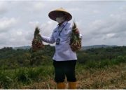Panen Raya Bawang Merah di Desa Basoka, Kecamatan Rubaru Diduga Hoax, Bupati Dikibulin?