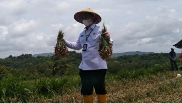 Panen Raya Bawang Merah di Desa Basoka, Kecamatan Rubaru Diduga Hoax, Bupati Dikibulin?