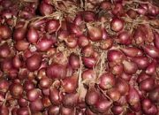 Soal Bantuan Bibit Bawang Merah, Anggota Poktan di Desa Basoka Sebut Panen Raya Hutang