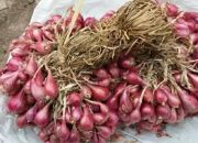 Disinyalir Gara-Gara Bantuan Bibit Bawang Merah Jelek, Ketua Poktan di Desa Basoka Ngaku Dikomplain Anggotanya