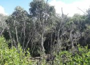 Gawat, Limbah Tambak Haram Merusak Hutan Mangrove?