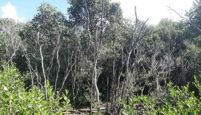 Gawat, Limbah Tambak Haram Merusak Hutan Mangrove?