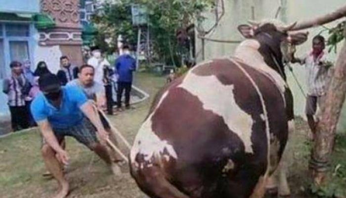 Ngamuk, Sapi Kurban Bupati Cirebon Seruduk 2 Orang Hingga Terluka