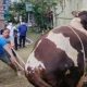 Ngamuk Saat Disembelih, Sapi Korban Bupati Cirebon Seruduk 2 Orang Hingga Terluka
