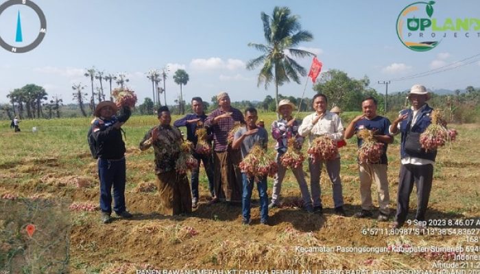 Luar Biasa, KT Cahaya Rembulan Bersama BPP Pasongsongan Panen Bawang Merah Varitas Tajuk Hingga Belasan Ton