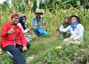 Kabar Gembira, Pemkab Sumenep Fasilitasi Asuransi Ketenagakerjaan Gratis untuk Petani Tembakau dengan DBHCHT